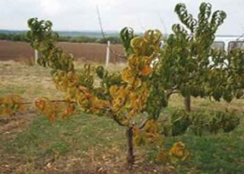 Παρουσία του επιβλαβούς οργανισμού Apricot cholotic leafroll mycoplasma  (Candidatus Phytoplasma prunorum) στην Ελλάδα