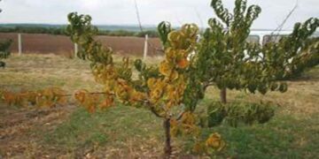 Παρουσία του επιβλαβούς οργανισμού Apricot cholotic leafroll mycoplasma  (Candidatus Phytoplasma prunorum) στην Ελλάδα