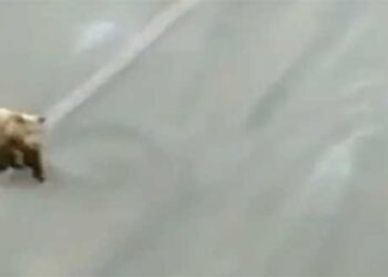 Αρκούδα τρέχει στο Ορυχείο Νότιου Πεδίου! – ΔΕΙΤΕ ΒΙΝΤΕΟ