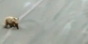Αρκούδα τρέχει στο Ορυχείο Νότιου Πεδίου! – ΔΕΙΤΕ ΒΙΝΤΕΟ