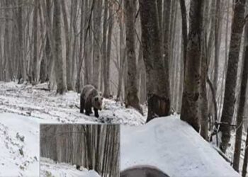 Νυμφαίο: Η αρκούδα που δεν έπεσε ακόμα σε χειμερία νάρκη και κάνει βόλτες στο χιόνι! ΒΙΝΤΕΟ