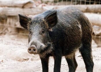 Γρεβενά: Πάλεψαν με αγριογούρουνο και κατάφεραν να το… αιχμαλωτίσουν