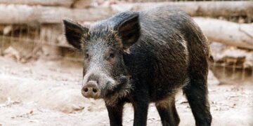 Γρεβενά: Πάλεψαν με αγριογούρουνο και κατάφεραν να το… αιχμαλωτίσουν