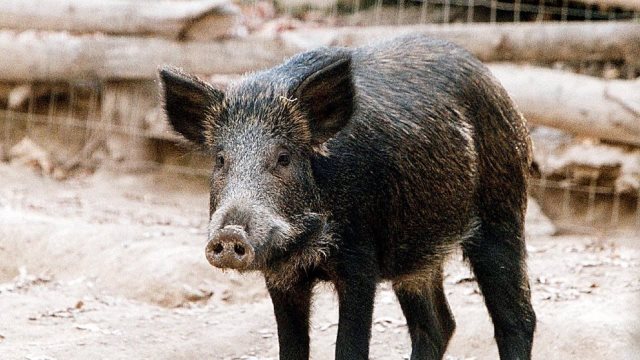 Γρεβενά: Πάλεψαν με αγριογούρουνο και κατάφεραν να το… αιχμαλωτίσουν