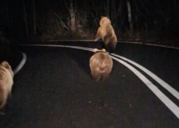 Αρκούδα με τα δύο αρκουδάκια της μέσα στο δρόμο Κλεισούρα – Βλάστη (VIDEO)