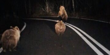 Αρκούδα με τα δύο αρκουδάκια της μέσα στο δρόμο Κλεισούρα – Βλάστη (VIDEO)