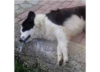 Καταγγελία για φόλες στην Πτολεμαΐδα