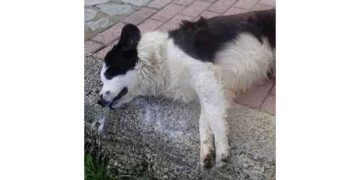 Καταγγελία για φόλες στην Πτολεμαΐδα