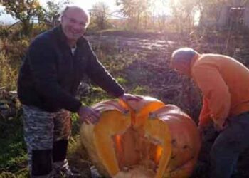 Πτολεμαΐδα: Καλλιεργητής έκοψε μια τεράστια κολοκύθα 200 κιλών!