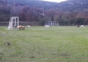 Κοπάδι αιγοπροβάτων στην Ηγουμενίτσα έφαγε χλοοτάπητα αξίας 150.000 ευρώ! (pic)