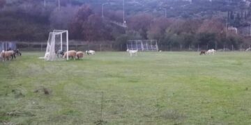 Κοπάδι αιγοπροβάτων στην Ηγουμενίτσα έφαγε χλοοτάπητα αξίας 150.000 ευρώ! (pic)