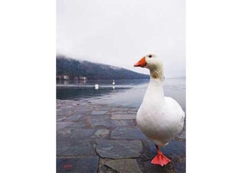 Το όνομα αυτής της χήνας; …Κουτσοφλέβαρος!