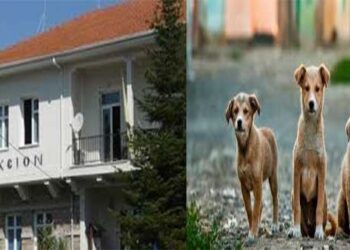 Κάλεσμα του Δήμου Άργους Ορεστικού για υιοθεσία αδέσποτων σκύλων