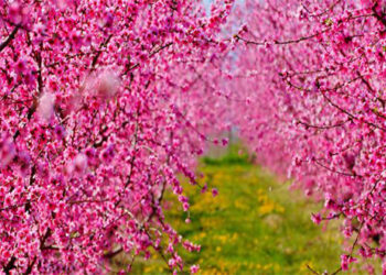 Οι ανθισμένες ροδακινιές της Βέροιας κοντράρουν στα ίσια τις κερασιές της Ιαπωνίας -Ροζ χαλί! (εικόνες)