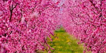 Οι ανθισμένες ροδακινιές της Βέροιας κοντράρουν στα ίσια τις κερασιές της Ιαπωνίας -Ροζ χαλί! (εικόνες)