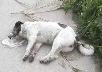 Νεκρά σκυλιά από φόλες στη Σιάτιστα