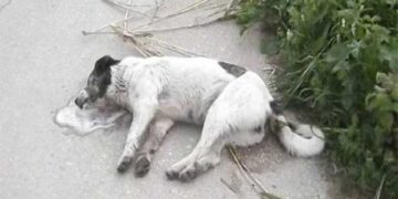 Νεκρά σκυλιά από φόλες στη Σιάτιστα