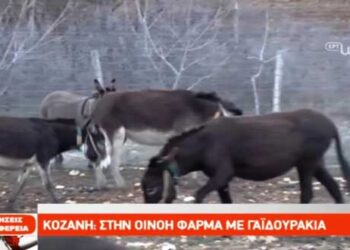 Κοζάνη: Στην Οινόη φάρμα με γαϊδουράκια – Δείτε το ρεπορτάζ της ΕΡΤ (video)