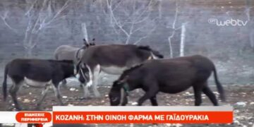 Κοζάνη: Στην Οινόη φάρμα με γαϊδουράκια – Δείτε το ρεπορτάζ της ΕΡΤ (video)