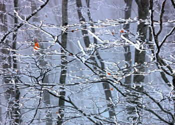 Η Ορειβατική Λέσχη Εορδαίας θα πραγματοποιήσει ανάβαση στο Μουρίκι