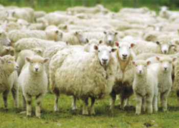 Γρεβενά: Βγάζουν σε ηλεκτρονικό πλειστηριασμό …200 πρόβατα!