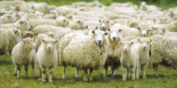 Οι κτηνοτρόφοι του Αμυνταίου ζητούν επιπλέον ενίσχυση λόγω ακραίων καιρικών συνθηκών στην ΠΕ Φλώρινας