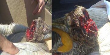 Αποτρόπαιη πράξη αλιέα στην λίμνη της ΚΑΣΤΟΡΙΑΣ – Διέλυσε το κρανίο νεαρού Αργυροπελεκάνου για ένα ψάρι