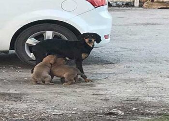 Εθελοντές Κυνοκομείου Πτολεμαΐδας: “Προεκλογικές φανφάρες από υποψήφιους ακούμε τις τελευταίες μέρες”