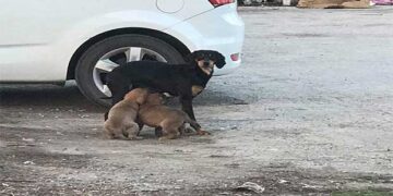 Εθελοντές Κυνοκομείου Πτολεμαΐδας: “Προεκλογικές φανφάρες από υποψήφιους ακούμε τις τελευταίες μέρες”