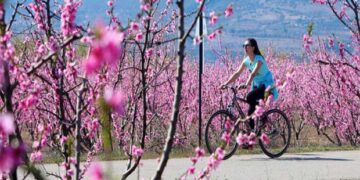 ΜΟΝΑΔΙΚΕΣ ΕΙΚΟΝΕΣ! Ποδηλατάδα στις ανθισμένες ροδακινιές της Βέροιας!