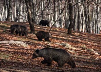 Ξύπνησαν οι αρκούδες από το χειμέριο λήθαργο στον Αρκτούρο