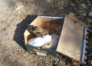 Τρία κουταβάκια βρέθηκαν παρατημένα στον Κρόκο Κοζάνης – Έκκληση για την υιοθεσία τους!