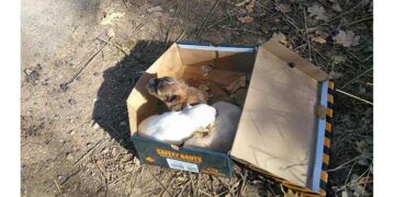 Τρία κουταβάκια βρέθηκαν παρατημένα στον Κρόκο Κοζάνης – Έκκληση για την υιοθεσία τους!