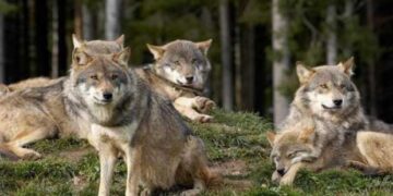 Αγέλη λύκων εμφανίστηκε μέσα στην πόλη της Φλώρινας! (video)