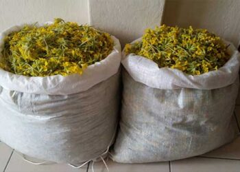 Σύλληψη δυο ατόμων σε περιοχή της Καστοριάς για παράβαση της δασικής νομοθεσίας – Είχαν συλλέξει 28 κιλά αρωματικού-θεραπευτικού φυτού