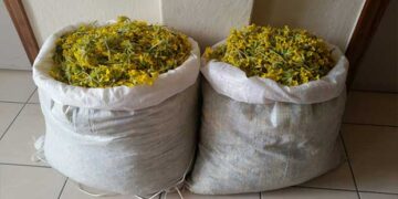 Σύλληψη δυο ατόμων σε περιοχή της Καστοριάς για παράβαση της δασικής νομοθεσίας – Είχαν συλλέξει 28 κιλά αρωματικού-θεραπευτικού φυτού