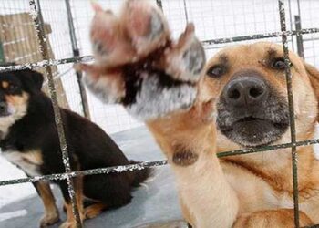 Ο Δήμος Σερρών προτείνει ευθανασία και καταφέρνει να εξοργίσει το πανελλήνιο