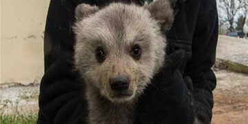 Ο Μπράντλεϊ και ο Κούπερ θα έχουν μία δεύτερη ευκαιρία στη φύση χάρη στον ΑΡΚΤΟΥΡΟ