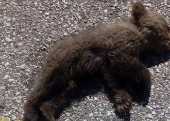 Καστοριά: Μωρό αρκουδάκι πατημένο στον δρόμο προς Γέρμα