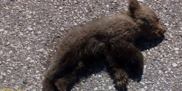 Καστοριά: Μωρό αρκουδάκι πατημένο στον δρόμο προς Γέρμα