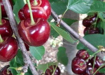 Εορδαία: Σε οικονομικό αδιέξοδο οι κερασοπαραγωγοί στους Πύργους – Λόγω καθυστέρησης καταβολής των αποζημιώσεων από την περσινή καταστροφή