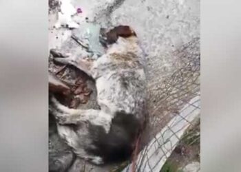 Σοκαριστικό VIDEO: Αδέσποτο ψυχορραγεί μετά από δηλητήριο στο Προάστιο Εορδαίας (ΠΡΟΣΟΧΗ ΣΚΛΗΡΕΣ ΕΙΚΟΝΕΣ)