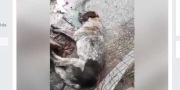 Σοκαριστικό VIDEO: Αδέσποτο ψυχορραγεί μετά από δηλητήριο στο Προάστιο Εορδαίας (ΠΡΟΣΟΧΗ ΣΚΛΗΡΕΣ ΕΙΚΟΝΕΣ)