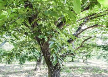 Έγινε και αυτό! Του έκοψαν τα δέντρα από τον κήπο του στα Νάματα Βοΐου!