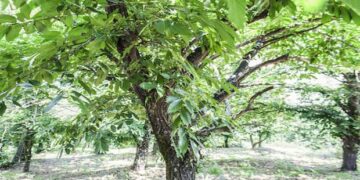 Έγινε και αυτό! Του έκοψαν τα δέντρα από τον κήπο του στα Νάματα Βοΐου!