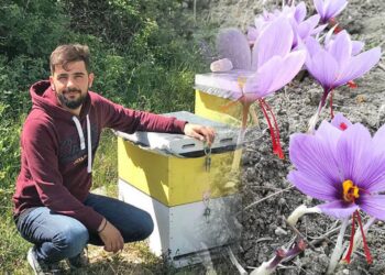 Παρασκευάς Μητράγκας: Κρόκος και μέλι τον γύρισαν στα Πετρανά Κοζάνης