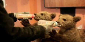 Νυμφαίο: Δυο αρκουδάκια χωρίς μητέρα προετοιμάζονται για την άγρια ζωή