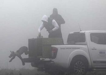 Ο ΑΡΚΤΟΥΡΟΣ επέστρεψε στο φυσικό περιβάλλον πέντε ορφανά αρκουδάκια!