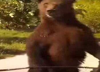 Φλώρινα: Απίστευτο βίντεο με αρκούδα που έκλεισε το δρόμο σε διερχόμενο οδηγό – ΔΕΙΤΕ ΒΙΝΤΕΟ