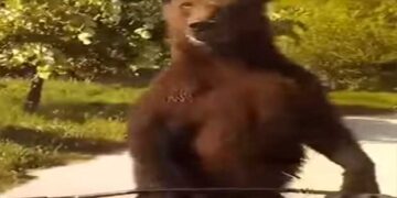 Φλώρινα: Απίστευτο βίντεο με αρκούδα που έκλεισε το δρόμο σε διερχόμενο οδηγό – ΔΕΙΤΕ ΒΙΝΤΕΟ